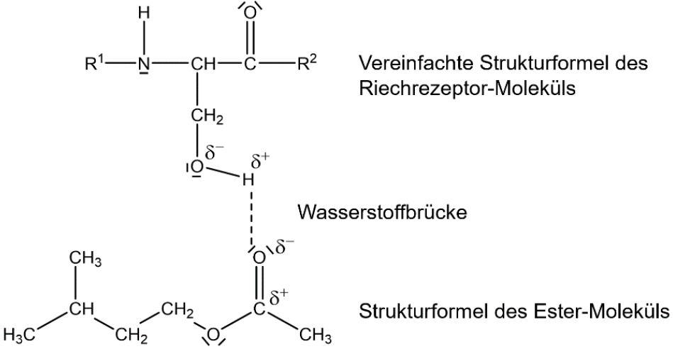 Schematische Darstellung von Riechrezeptor- und Ester-Molekül mit eingezeichneter Wasserstoffbrücke.
